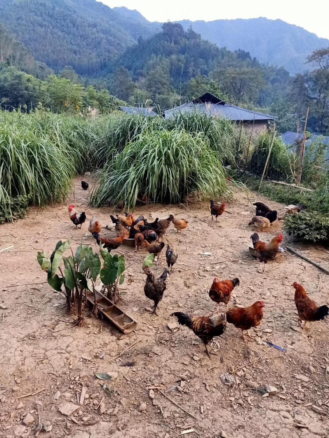 Natural Lodge Homestay 0*