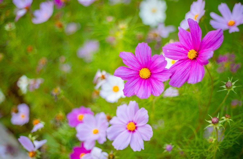 Floral Hotel·Time Train Hotel 3*