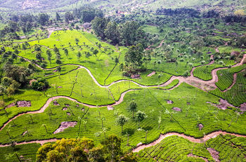 Sterling Munnar 4*