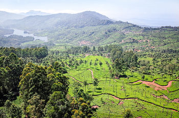 Sterling Munnar 4*
