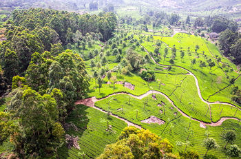Sterling Munnar 4*