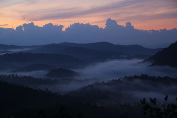 Green Trees Munnar 3*