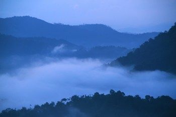 Green Trees Munnar 3*