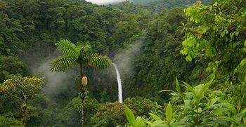 Green Trees Munnar 3*