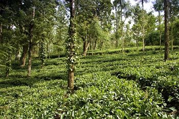 Banasura Hill Resort 3*