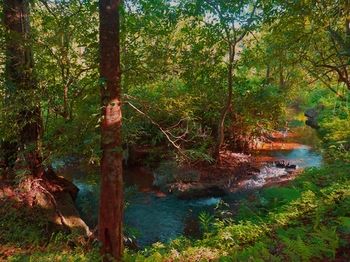 Wayanad Wild Rainforest lodge by CGH Earth 3*