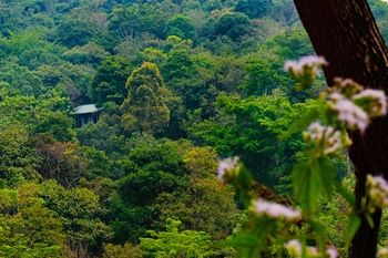 Wayanad Wild Rainforest lodge by CGH Earth 3*