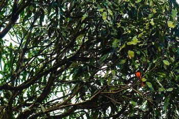 Wayanad Wild Rainforest lodge by CGH Earth 3*