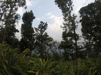 Shola Crown Resort - Munnar 4*