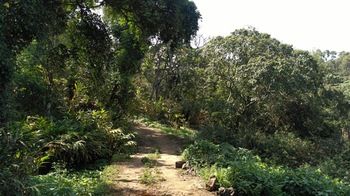 Shola Crown Resort - Munnar 4*