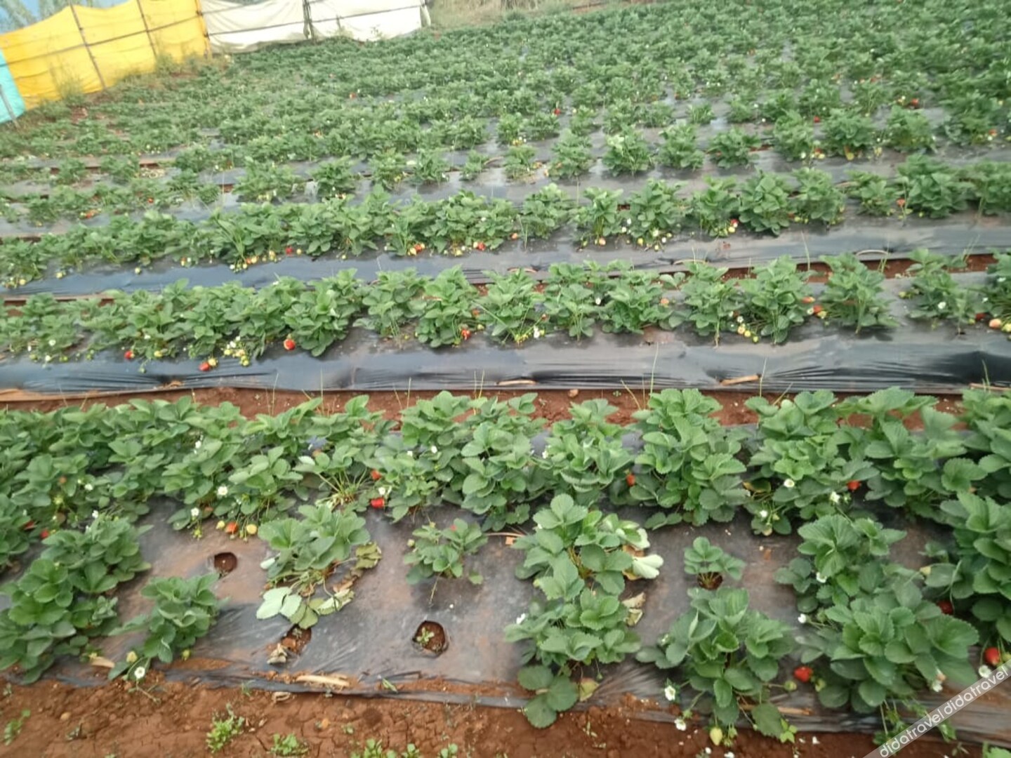 Regenta Place Green Leaf Mahabaleshwar 3*