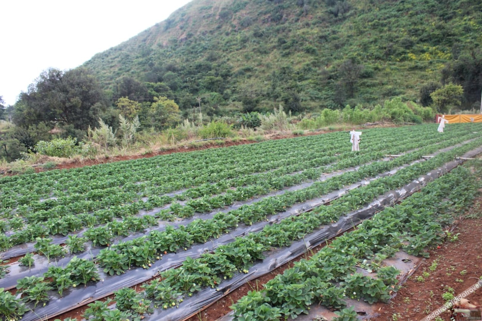 Regenta Place Green Leaf Mahabaleshwar 3*