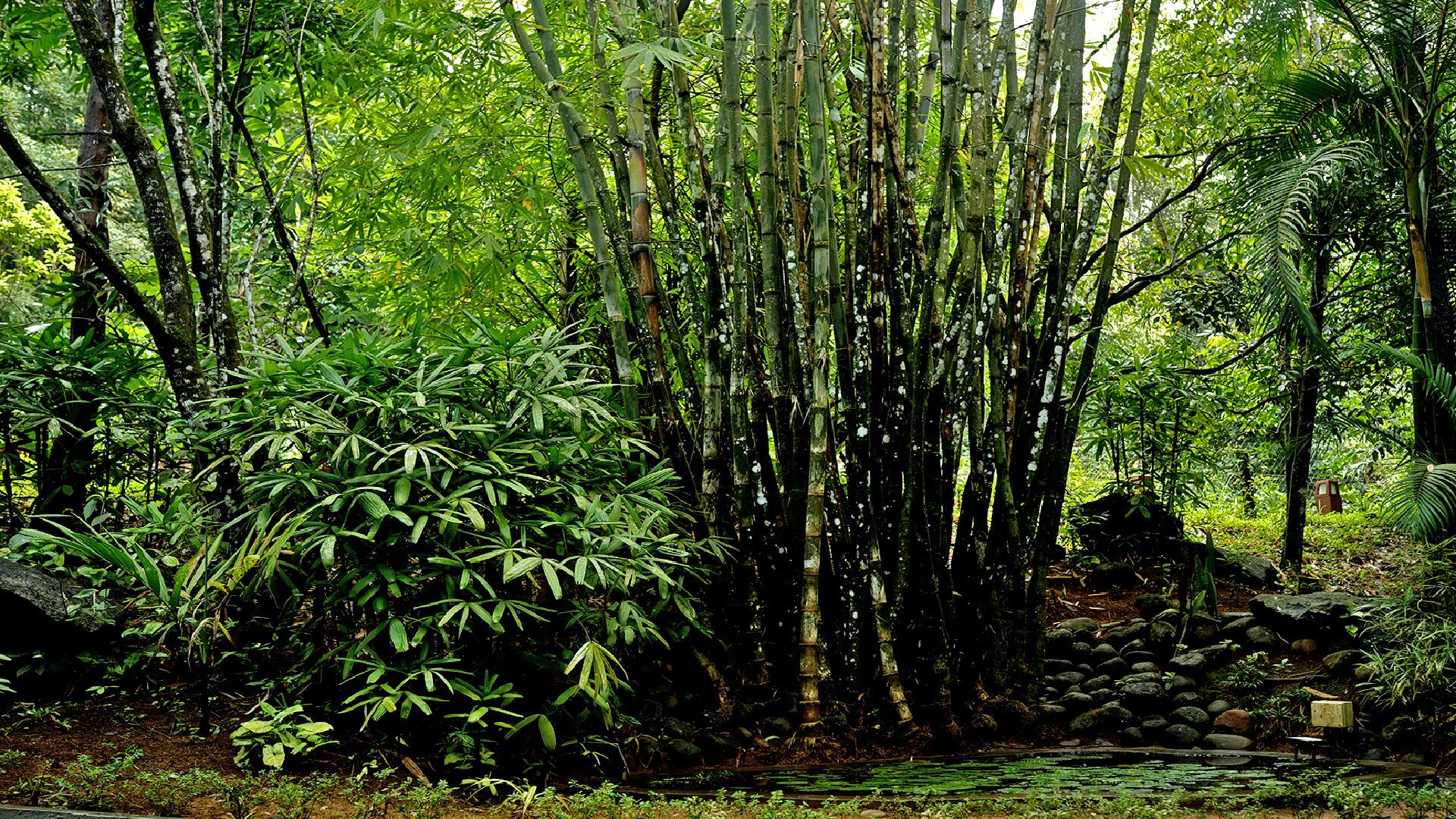 Wayanad Silverwoods Forest Resort & Spa 4*