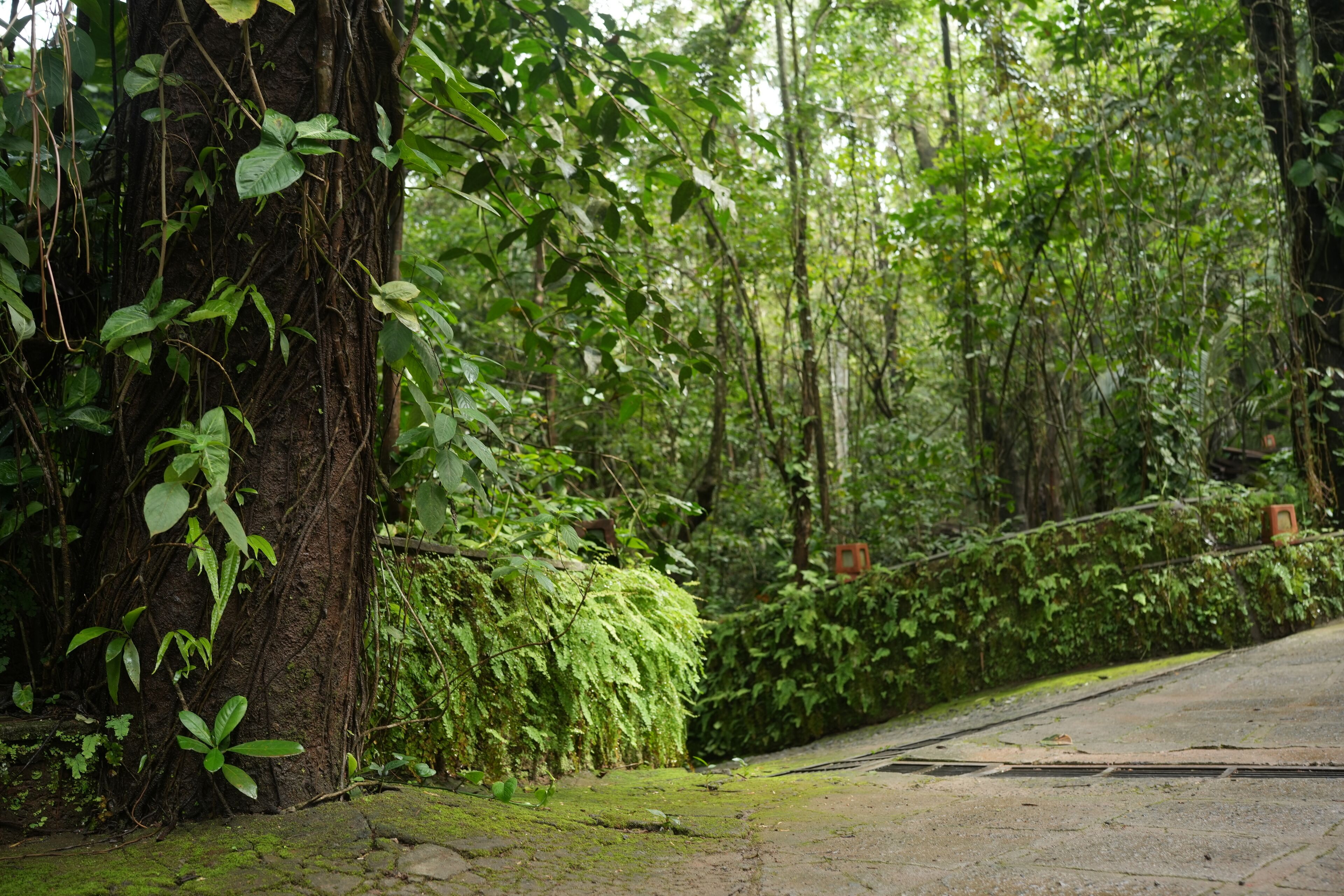 Wayanad Silverwoods Forest Resort & Spa 4*