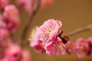Arima Hot spring Ryokan Hanamusubi 4*