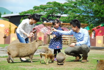 ASO Farm Land 3*