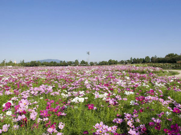 Kuwana Park Hotel 2*