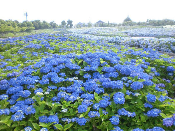 Kuwana Park Hotel 2*