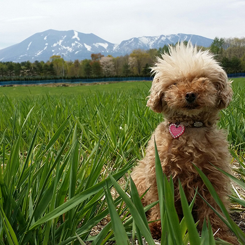 Asama Kogen Hotel 3*