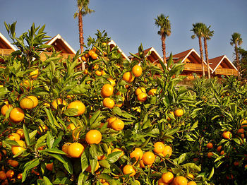 Jeju Jungmun Log Pension & Resort 2*