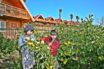 Jeju Jungmun Log Pension & Resort 2*