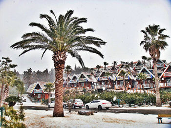Jeju Jungmun Log Pension & Resort 2*
