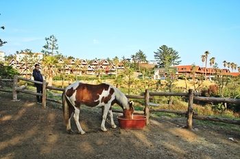 Jeju Jungmun Log Pension & Resort 2*