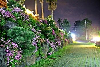 Jeju Jungmun Log Pension & Resort 2*