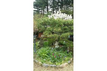 Gyeongju Olive House Pension 3*
