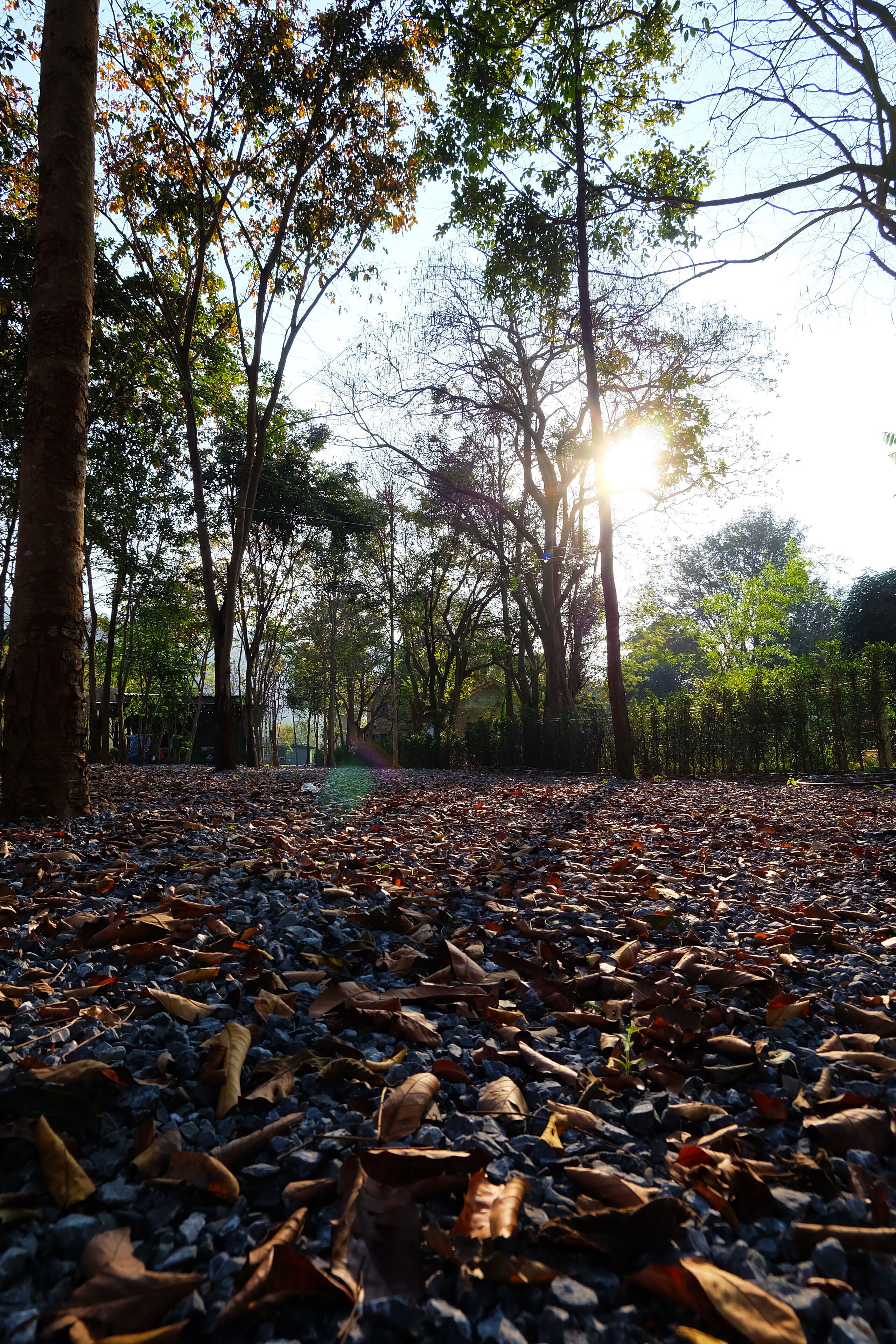 The Wild Khao Yai - Glamping 1*