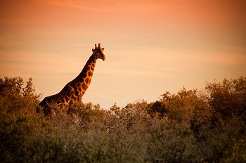 Buffelsdrift Game Lodge 0*