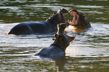 Buffelsdrift Game Lodge 0*