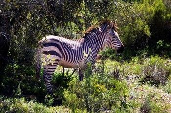 Buffelsdrift Game Lodge 0*