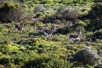 Buffelsdrift Game Lodge 0*