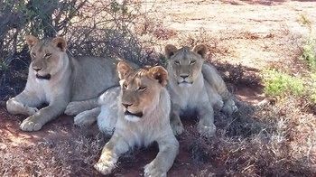 Buffelsdrift Game Lodge 0*