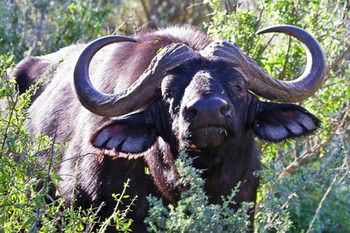 Buffelsdrift Game Lodge 0*