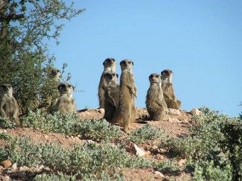 Buffelsdrift Game Lodge 0*