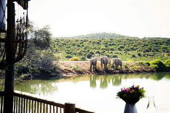 Buffelsdrift Game Lodge 0*