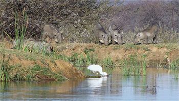 Ditholo Game Lodge 0*