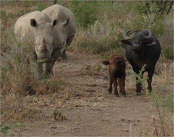 Ditholo Game Lodge 0*