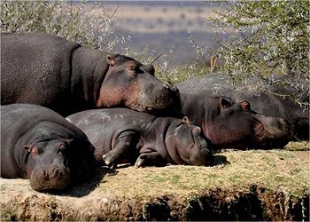 Ditholo Game Lodge 0*