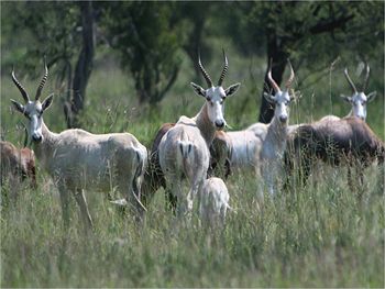 Ditholo Game Lodge 0*