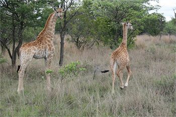Ditholo Game Lodge 0*