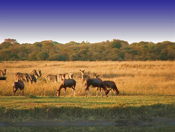 Ditholo Game Lodge 0*