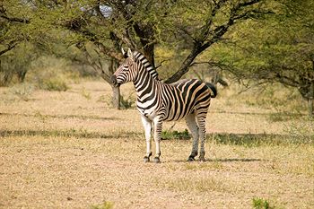 Ditholo Game Lodge 0*