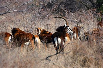Ditholo Game Lodge 0*