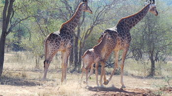 B&B African Rock Lodge 4*