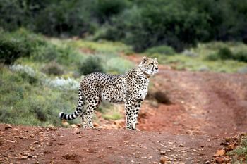 Mount Camdeboo Private Game Reserve by NEWMARK 0*
