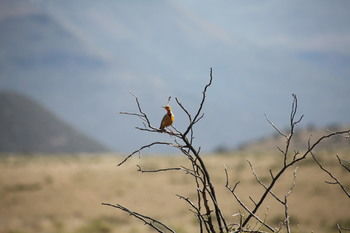 Mount Camdeboo Private Game Reserve by NEWMARK 0*