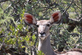 Tshukudu Game Lodge 0*